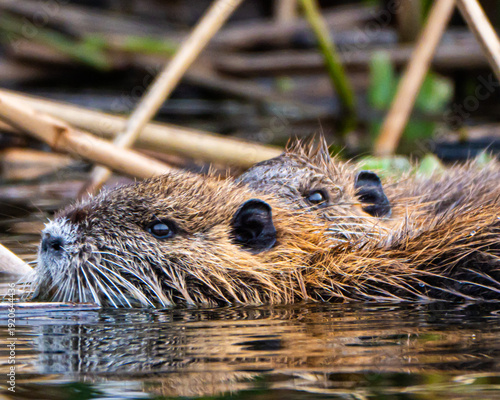 Canvas Print Close up of an invasive nutria rodent in Florida