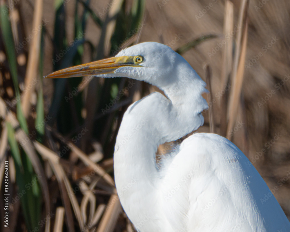Fototapeta premium Great Egret in a Florida Marsh