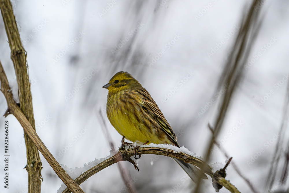 Fototapeta premium Yellowhammer among the Bare Branches in Snowfall