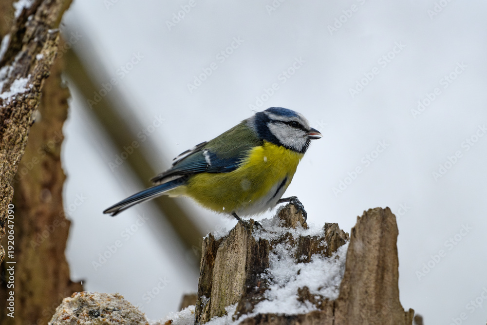 Obraz premium Blue Tit Standing on a Broken Snowy Stump in the Forest