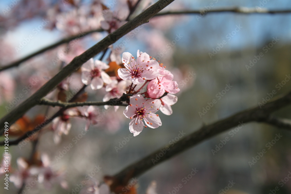 Fototapeta premium cherry blossom in spring