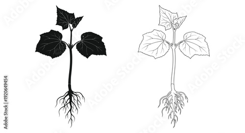 Botanical illustration of a plant with contrasting black and white depictions