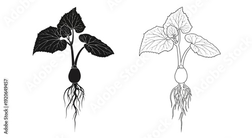 Illustration of a plant with roots shown in two contrasting styles