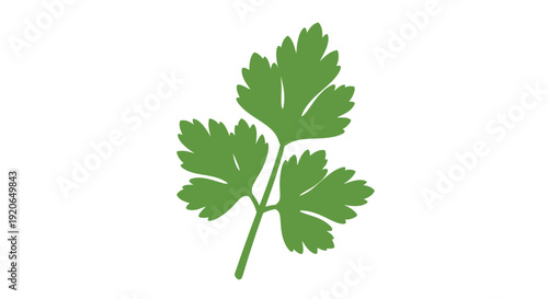 A vibrant illustration of a fresh green parsley sprig on white