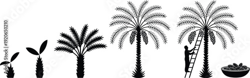 Date palm tree lifecycle, seedling to harvest, agriculture process, tropical farming, organic fruit cultivation, ripe dates production, growth stages