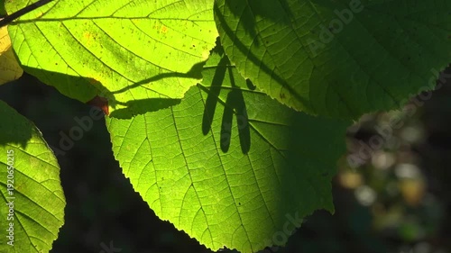 Shadow of hazel catkins on green leaves in backlighting.