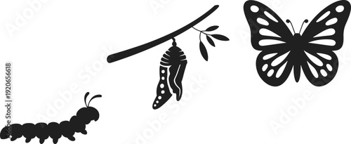 Butterfly life cycle silhouettes, caterpillar chrysalis butterfly, metamorphosis stages, biology concept, insect growth, nature transformation, evolution, science education, learning
