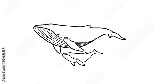 Simple line drawing of a whale and its calf swimming together in the ocean.