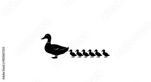 Mother duck leading her ducklings in a row.