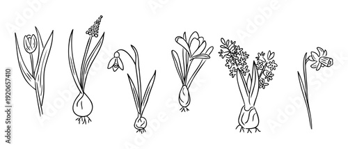 Spring flower set with tulip crocus snowdrop hyacinth and daffodil in outline style. Botanical collection of blooming plant symbolizing spring season and nature renewal