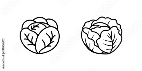 Cabbage vegetable vector set depicting organic leafy green head of cabbage in two different line art styles for healthy food and grocery store graphics