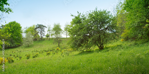 Green grass field lawn with trees and against blue sky.