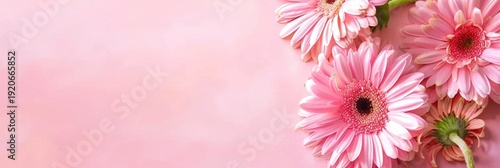 Pink gerbera daisy bouquet on bright spring backdrop for Mother's Day. Vibrant floral display. copy space, free space for text