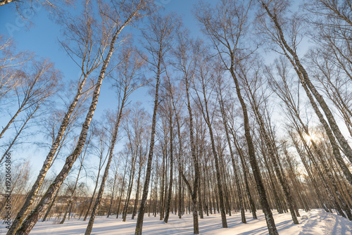 Fotografi Bare birch canopy, winter cold day