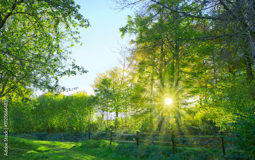 Summer forest with green trees and warm sun light.