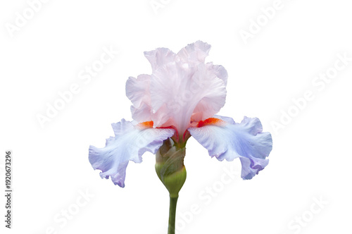 Single white violet Iris flower. Isolated design element in png format.