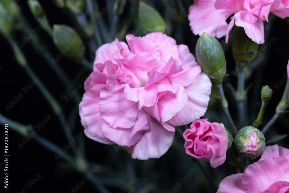 Fototapeta premium Delicate pink bloom with surrounding buds and ruffles. Refined pink carnation featuring surrounding buds and textured layers for artistic editorial presentation