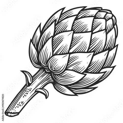 An artichoke illustration showcasing its thorny stem and layered leaves from a detailed close-up viewpoint