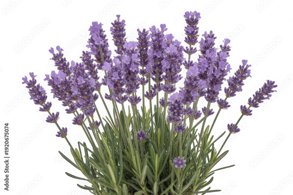 Obraz premium Lavender flowers in bloom