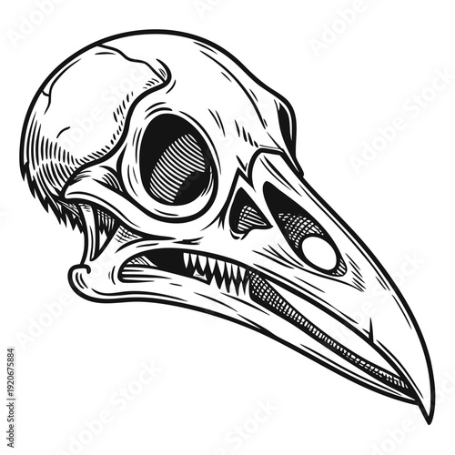 Wallpaper Mural An illustration of a bird skull viewed from the side, showcasing its beak and empty eye socket in a detailed drawing. Torontodigital.ca
