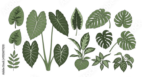 Diverse collection of green tropical houseplant leaves and small potted plants illustrated in a vintage style on a white background.