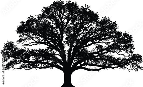 Large tree silhouette isolated on white background, detailed nature landscape illustration, majestic oak vector design for environmental concept