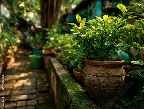 Wallpaper Mural Lush green plant in rustic terracotta pot in sunny garden with bokeh background Torontodigital.ca