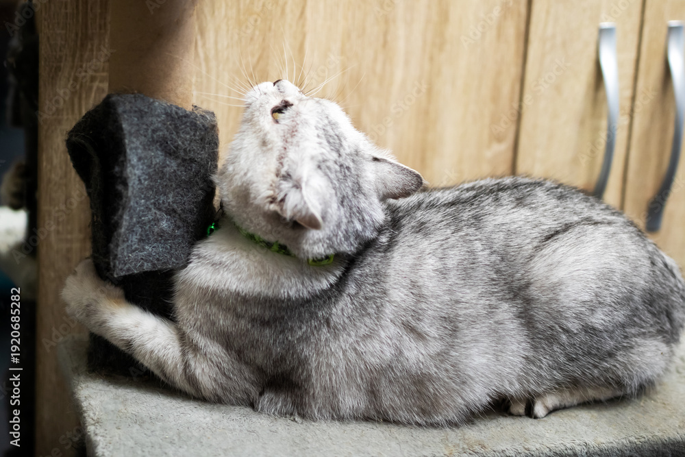 Obraz premium Tranquil gray cat reclines comfortably on plush mat beneath soothing sunlight in quiet home
