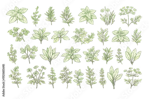 Herbs arranged in multiple patterns, showing different types of plants in various sizes and shapes
