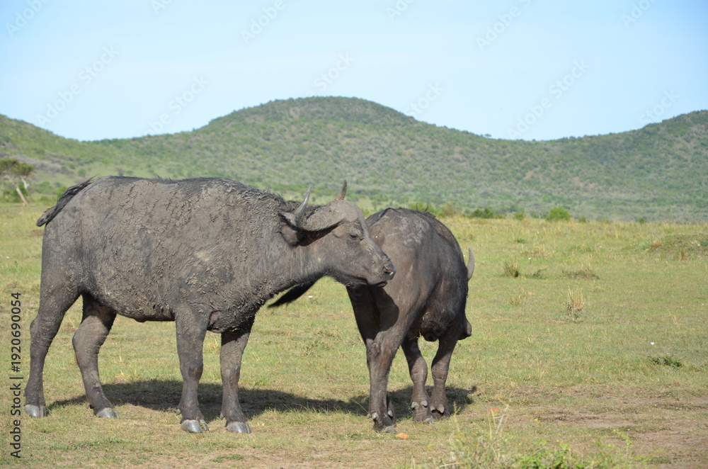Obraz premium buffalo in the savanna