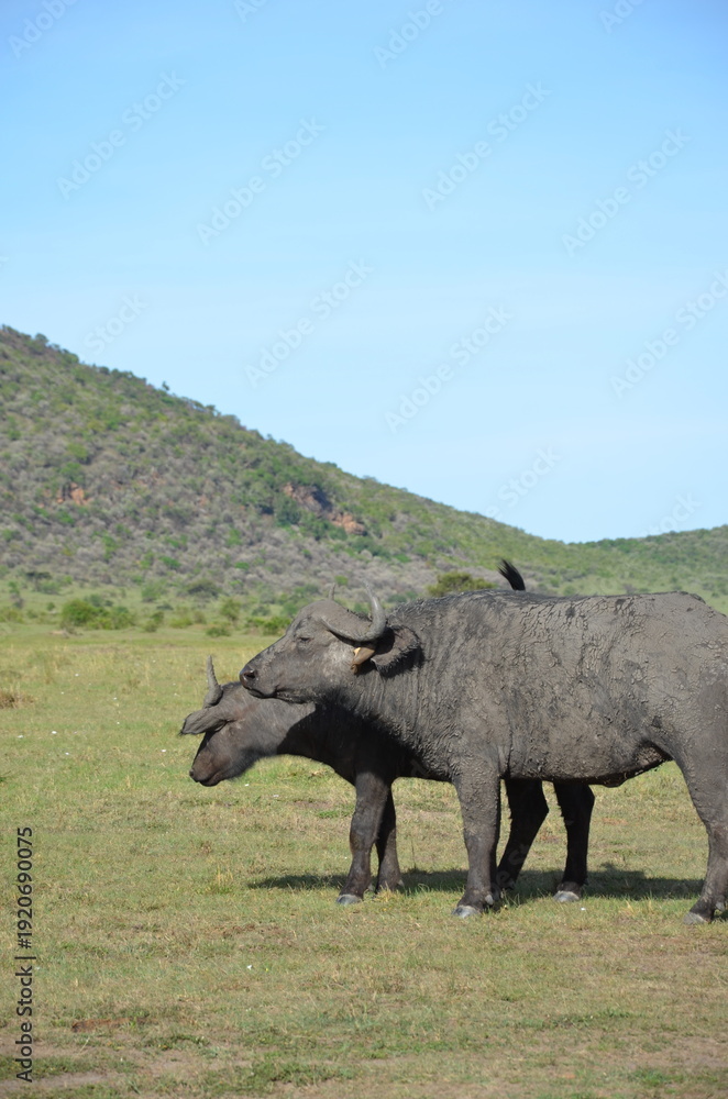 Fototapeta premium buffalo in the savanna