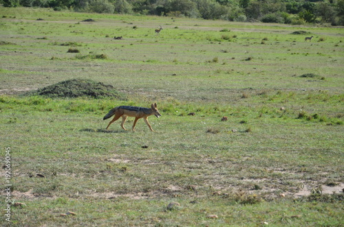 Photography jackal in freedom