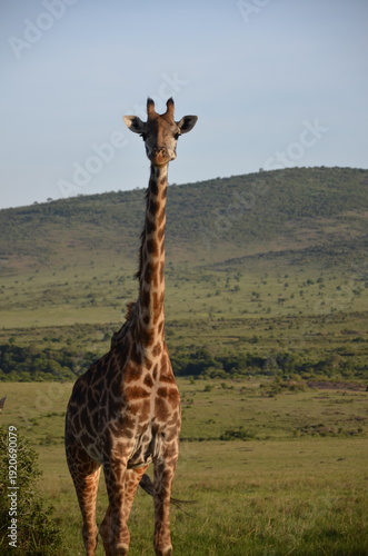 Canvas Print giraffe in africa