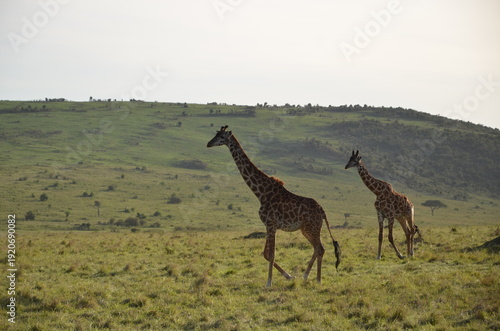 Photography giraffe walking in the savannah
