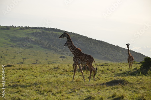 Photography giraffe in the wild