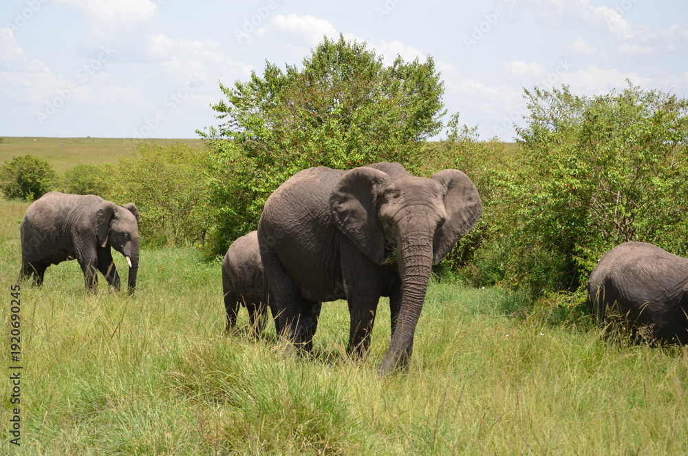Fototapeta premium elephants in the savannah