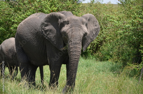 Photography elephants in the savannah