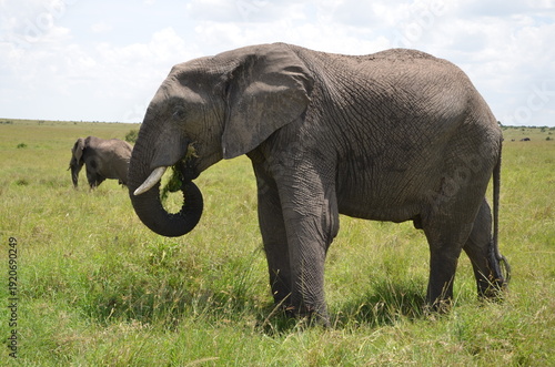 Photography elephants in the savannah