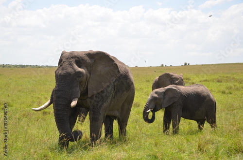 Photography elephants in the savannah