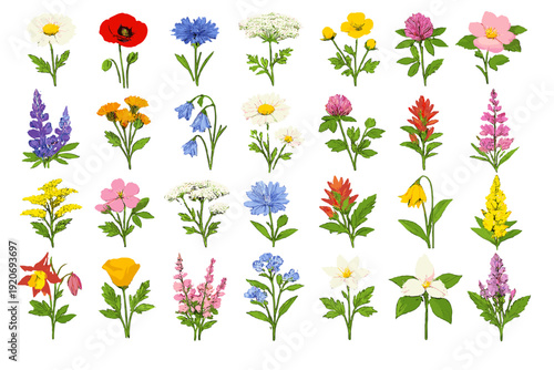 Variety of wildflowers arranged in a grid pattern with different colors and shapes on a white background