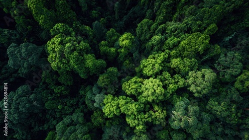 Aerial View of Lush Green Forest