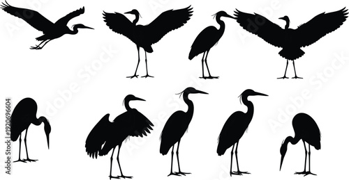 Black silhouettes of herons in various poses bird white background