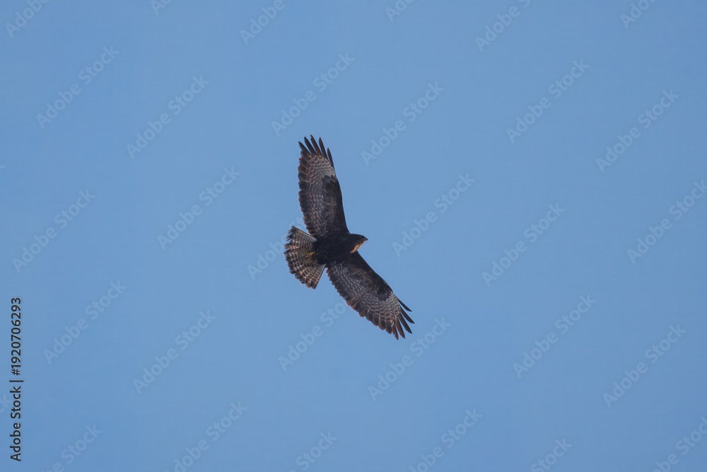Fototapeta premium Common buzzard (Buteo buteo) in flight against a blue sky, wings spread on a sunny winter day.