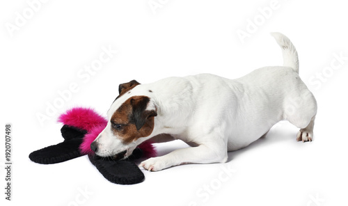 Obraz na plátně Naughty Jack Russell dog chewing slippers on white background
