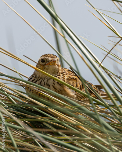 Photography Skylark Resting in Marram Grass on Bull Island, Dublin Ireland