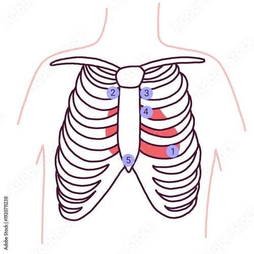 Принти на полотні Medical illustration showing heart auscultation points on the chest