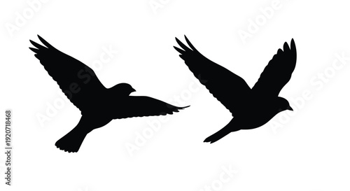 Two birds in flight captured as a striking black silhouette