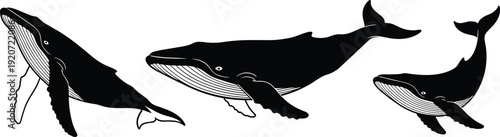 Humpback whale silhouette collection featuring large marine mammals swimming in various poses for ocean wildlife nature conservation nautical design and sea animal vector set