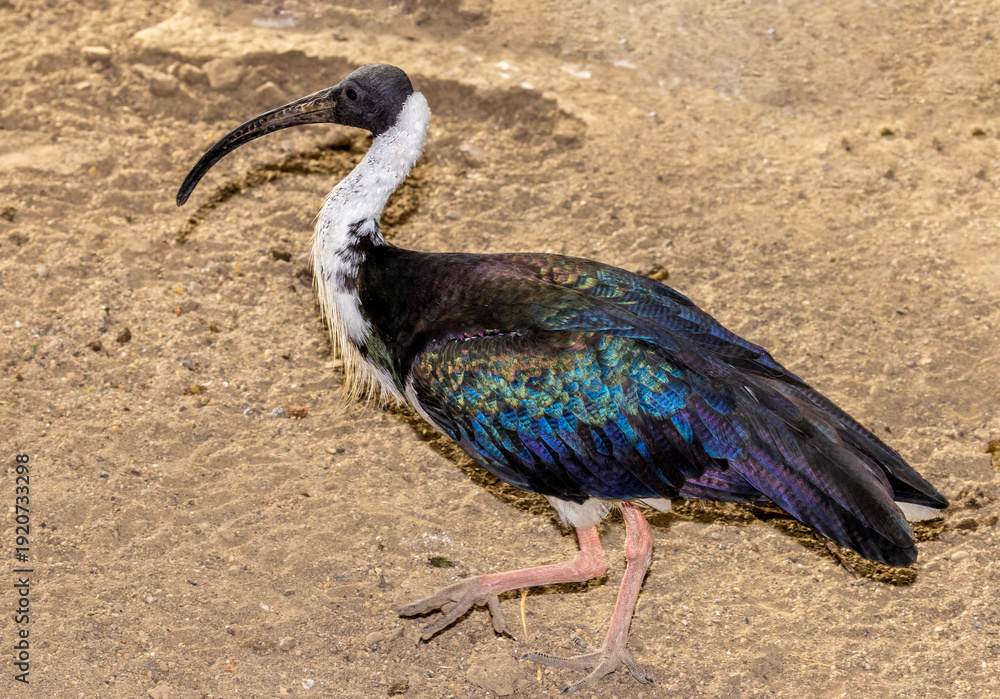 Obraz premium A Straw Necked Ibis bird (Threskiornis spinicollis)