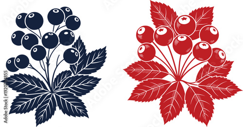 Rowan berry branch illustration with leaves in red and dark blue color versions